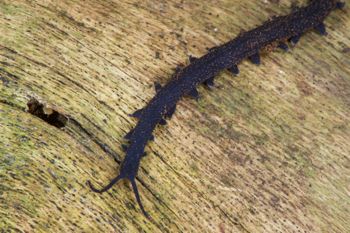 Media type: image; Invertebrate Zoology 29204